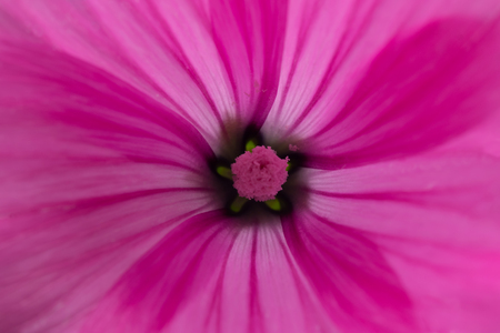 pollen in the middle of a pink flower, closeupの写真素材