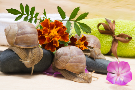SPA background with snails surrounded by different flowers and stonesの写真素材