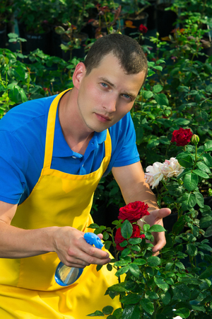 gardener cares for the flowers of a red and white rose in a green gardenの写真素材
