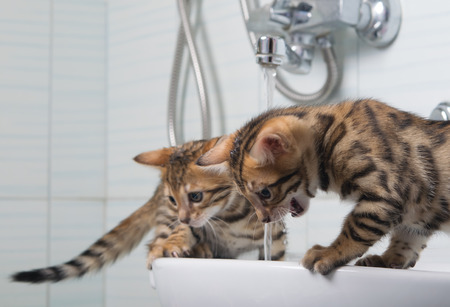 kittens came to play in the lavatory with streams of water, and screamの写真素材