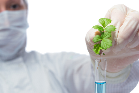 scientist in a white mask and protective suit, conducting an experiment with the plant in a flask, on whiteの写真素材