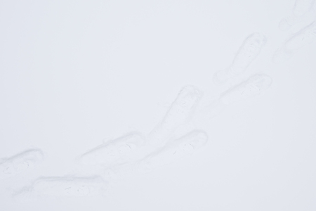 traces of snowshoes on the white fluffy snow as the background for the splash screenの写真素材