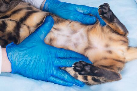 cat in a veterinary clinic, on a routine examination of the whole body, close-up, hands in rubber...