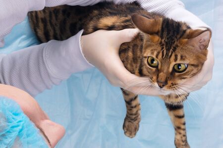 a red kitten is examined by a veterinarian in a clinicの写真素材