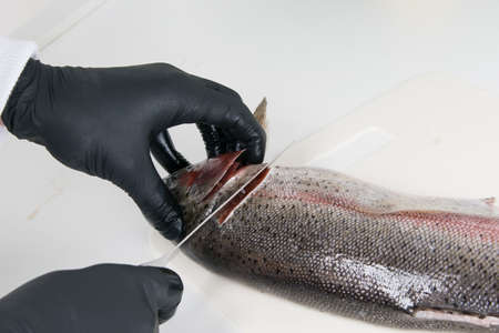 close-up, chef's hands in protective gloves, cutting fish for making sushi, on a white backgroundの写真素材