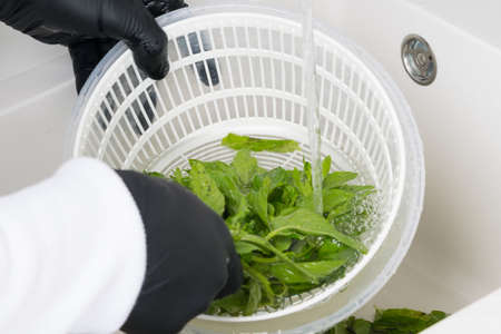 the chef's hands are washed with mint by a stream of water, in a special containerの写真素材