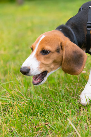 beagle dog runs and gets angry on the green lawnの写真素材