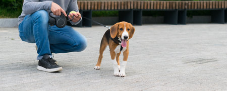 the owner holds the beagle dog by the leash while playing on the streetの写真素材