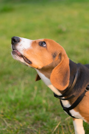 beagle dog looks at the owner with sad eyes and waits for a treat, against the background of a green lawnの写真素材