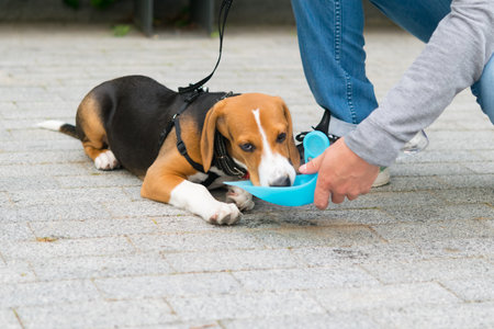 beagle dog, drinking water from a drinking bowl, walking on the street with the ownerの写真素材