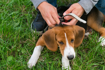 the owner on the street, on a green lawn, adjusts the collar of a beagle puppy, close-upの写真素材