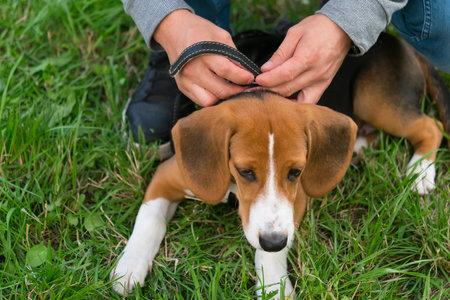 the owner on the street, on a green lawn, adjusts the collar of a beagle puppyの写真素材