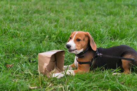 the beagle on the lawn nibbles on a cardboard box, the puppy playsの写真素材