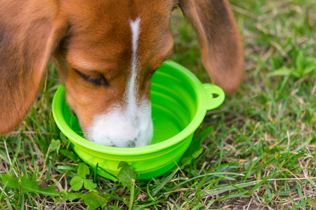 against the background of a green lawn, the beagle dog drinks water and bowls, close-upの写真素材