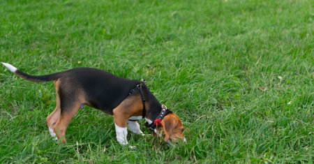 beagle puppy walks on the lawn, sniffed out a treatの写真素材