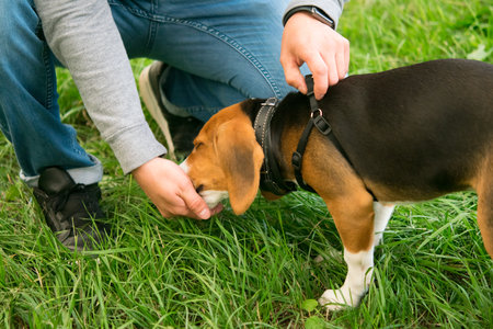 the owner is a man, gives a treat from his hand, the beagle dog walks on the lawnの写真素材