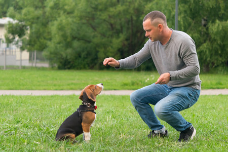 puppy training outdoors, the beagle follows the command, sitの写真素材