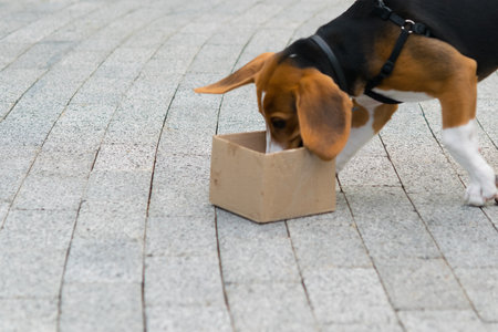 beagle dog playing on a concrete road with a cardboard boxの写真素材