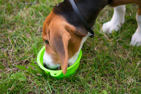 against the background of a green lawn, a beagle dog drinks water from a bowlの写真素材