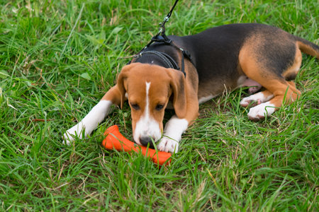 close-up of a dog, a beagle on the lawn, playing with its boneの写真素材