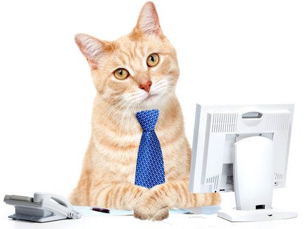 Cat in the office Cat in the office