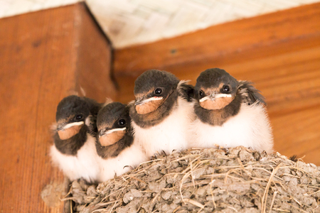 Chicks of swallowの写真素材