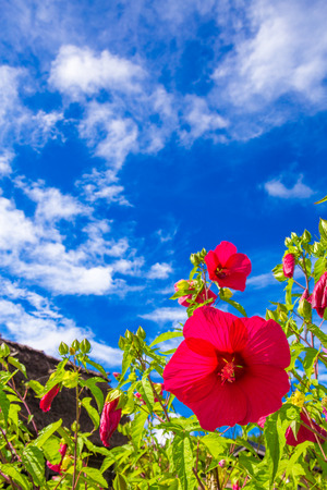 Hibiscus and blue skyの写真素材