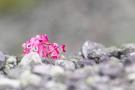 Dicentra on  rockの写真素材