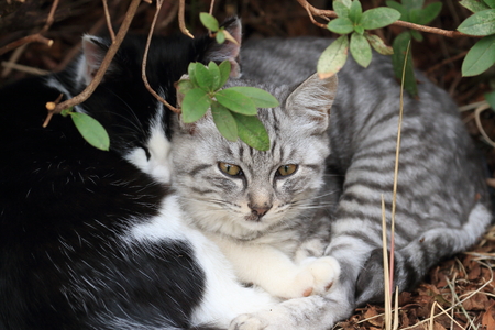 Pretty kittens lying in a thicketa bushの写真素材