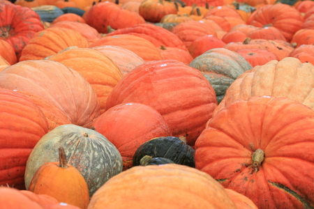 Pumpkinsの写真素材