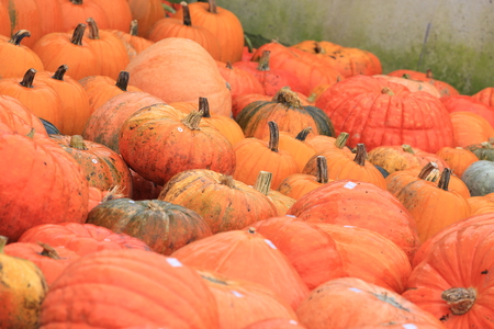 Pumpkinsの写真素材