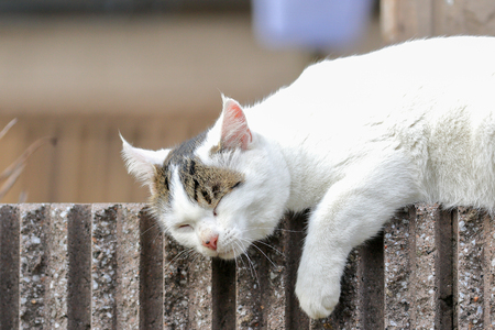 Cute cat sleeping soundlyの写真素材