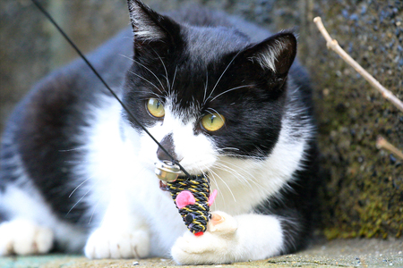 Wild cat playing with a toyの写真素材