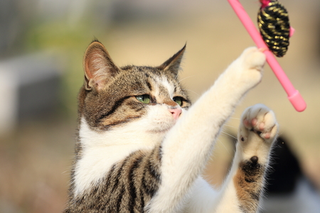 Wild cat playing with a toyの写真素材