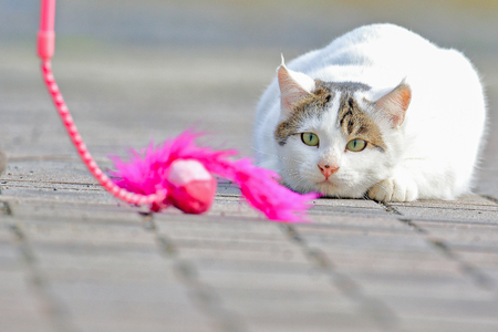 Wild cat aiming  a toy while lying down on the groundの写真素材