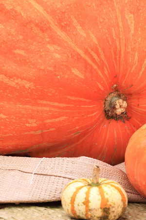 Pumpkinsの写真素材