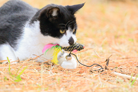 Wild cat playing with a toyの写真素材