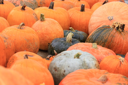 Pumpkinsの写真素材