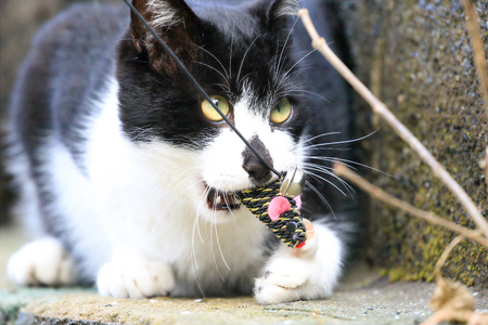 Wild cat playing with a toyの写真素材