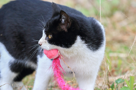 Wild cat playing with a toyの写真素材