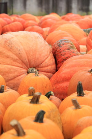 Pumpkinsの写真素材