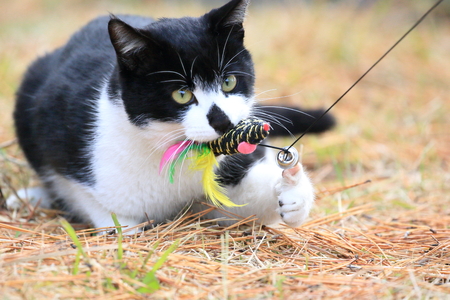 Wild cat playing with a toyの写真素材