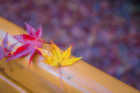 Maple closeupの写真素材