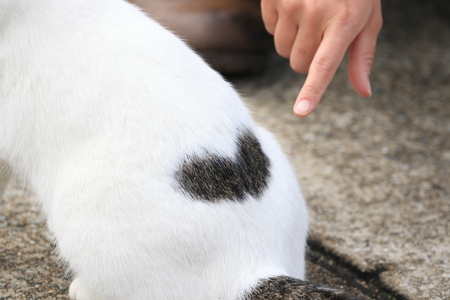 Cat with heart pattern black hairの写真素材