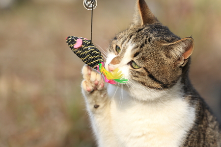 Wild cat playing with a toyの写真素材