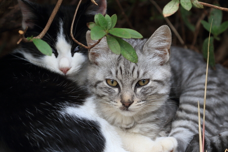 Pretty kittens lying in a thicketa bushの写真素材