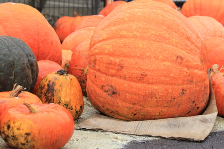 Pumpkinsの写真素材