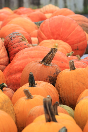 Pumpkinsの写真素材