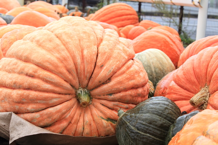 Pumpkinsの写真素材