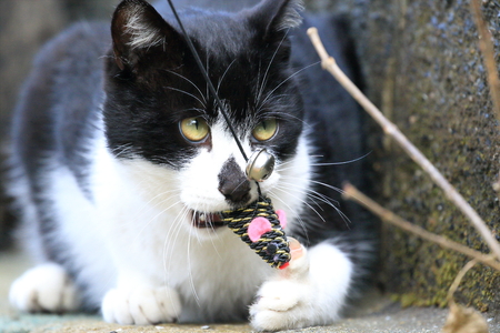 Wild cat playing with a toyの写真素材